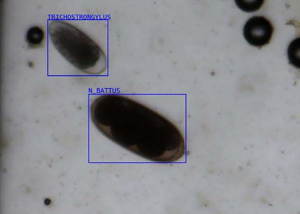 OvaCyte Speciation Ovine