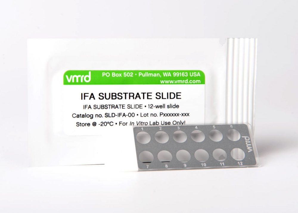 Brucella canis FA Substrate Slide (12-well slide) 