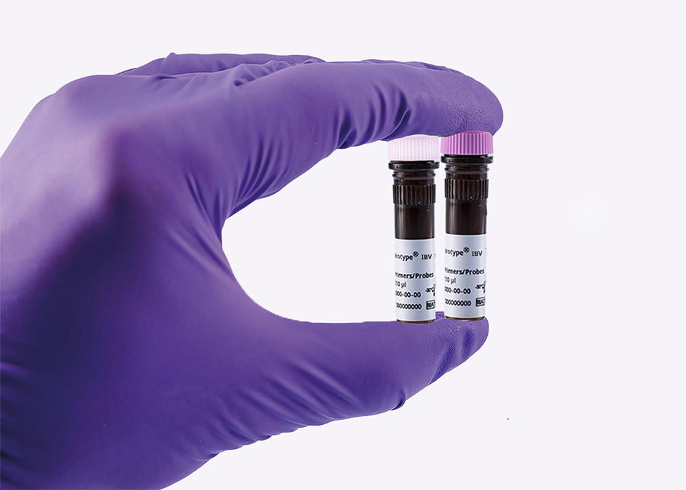 virotype IBV pan + NA Vax Primers/Probes