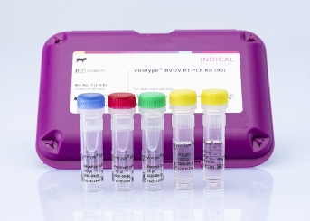 virotype BVDV 2.0 RT-PCR Kit 