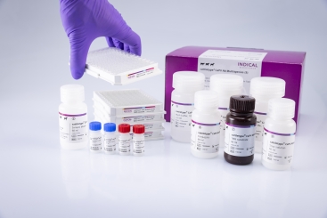 cattletype CaPV Ab Multispecies