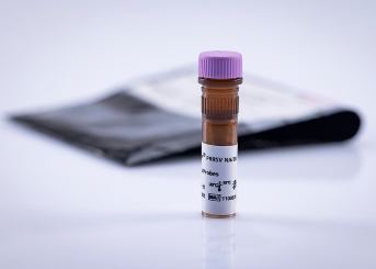 virotype PRRSV NA/EU Primers/Probes (96 reactions) 